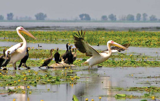 Флора та фауна Білого озера