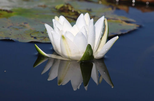 Рельєф і глибини Білого озера